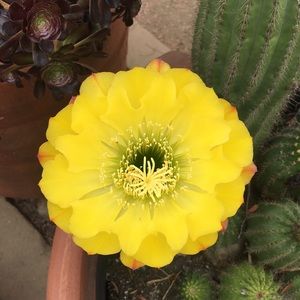 Meet your Posher, Alba